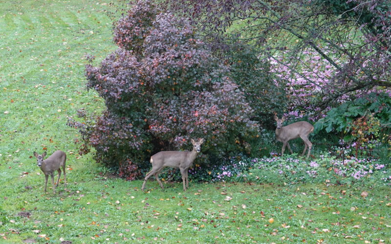 chevreuils au domaine de la girardière